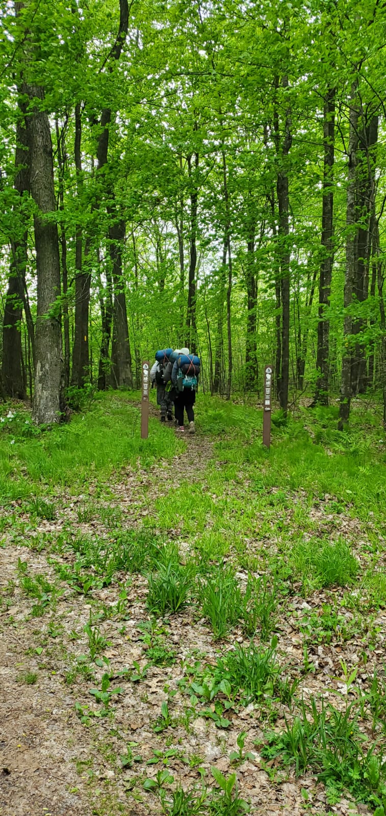 Campers hiking single-file with full packs into a spring forest